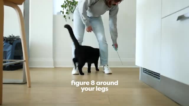 Cat Training