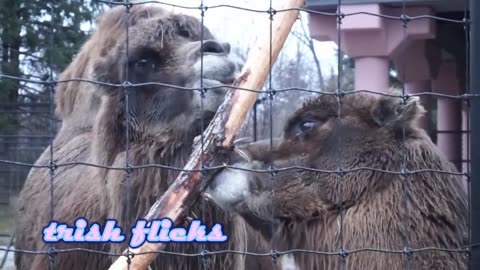 BACTARIAN CAMELS - TORONTO ZOO