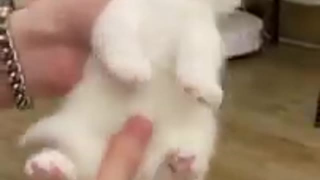 Funny Cats! Video compilation of funny and cute cats.