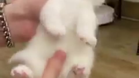 Funny Cats! Video compilation of funny and cute cats.