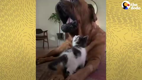 135-Pound Mastiff Becomes Obsessed With A Tiny Kitten _ The Dodo Odd Couples(360P