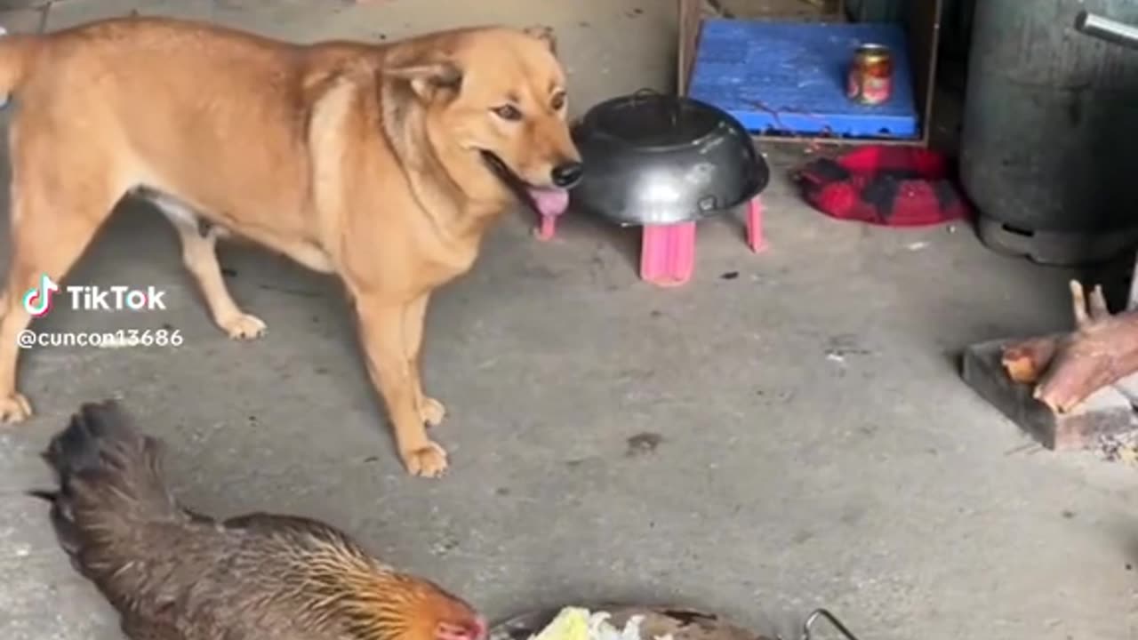 Ideas from well trained Dog