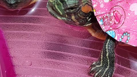 🐢Tortoise