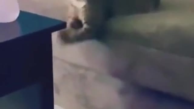 SOO CUTE STRONG CAT !