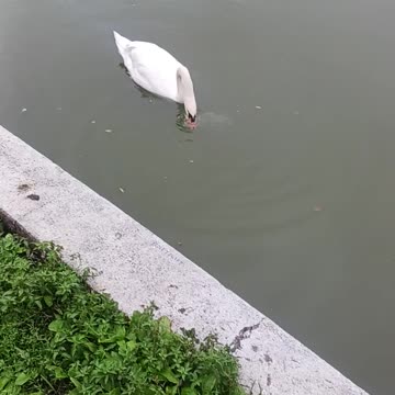 Two Swans