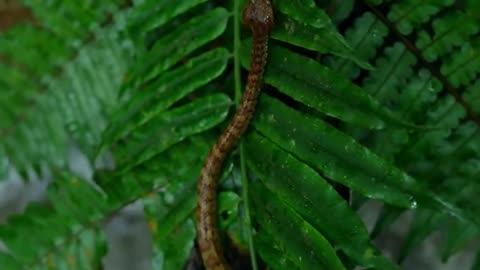 Green snake 🐍 very dangerous #snake