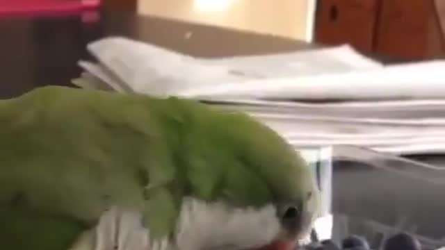 Bird turns out gitting angry at inanimate