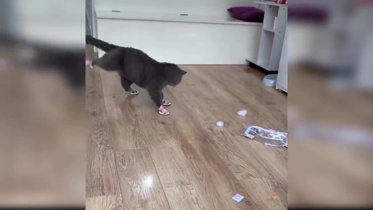 Baby Cats - Cute and Funny Cat Videos Compilation #16 | Aww Animals