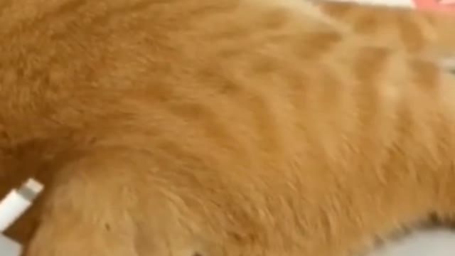 A Collection of Cute and Funny Cat Videos #3