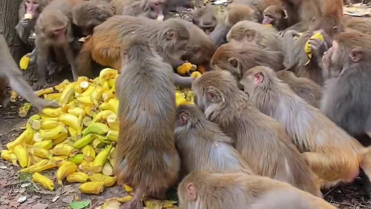 See so many monkeys for the first time