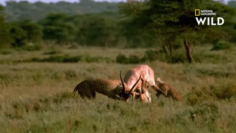 Les cornes mortelles de la gazelle de Grant