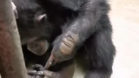 An orangutan who can cut nails