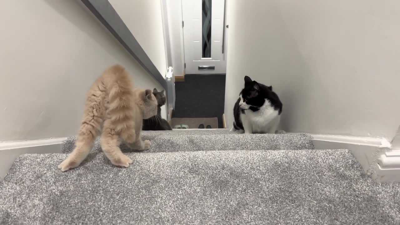 New Kitten Intimidates Cats