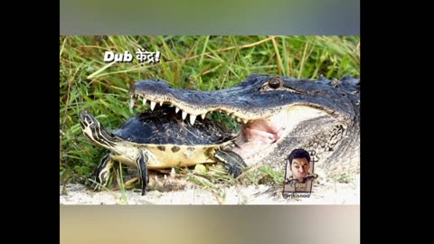 lolodile 🐊 funny dub video 😂 | lolodile sewa | crocodile funny video | rj kisna dub kendra