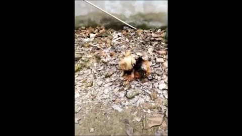cat funny video