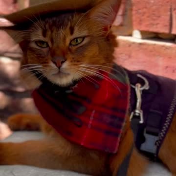 A gunslinger is blocking your path. What do you do