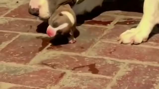 Pitbull female care with his child