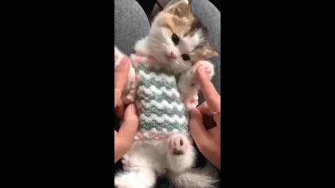 Funny kittens