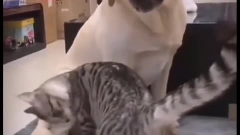 Dog reaction on cat