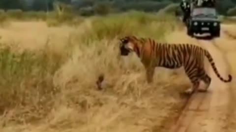 Wildlife in closer view with a natural perspective.