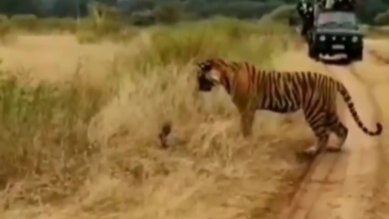 Wildlife in closer view with a natural perspective.
