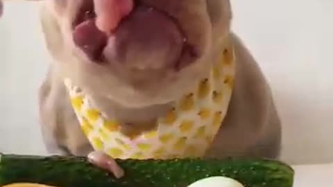 Dog running.
