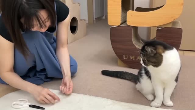 When the kitten wants to sleep, I go to give her a massage