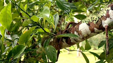 ***Cupuacu: The Amazon's Superfruit Unveiled***