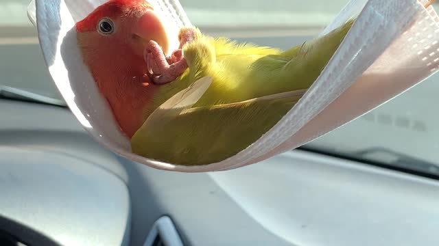 Parrot Chills Out in Face Mask Hammock
