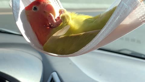 Parrot Chills Out in Face Mask Hammock