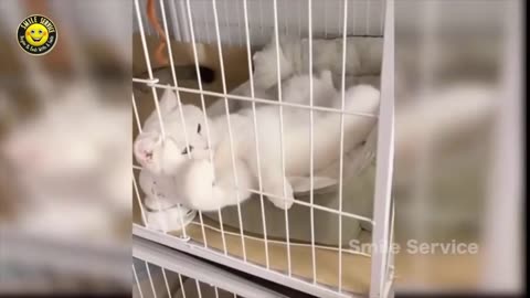 Cute cat's#😀