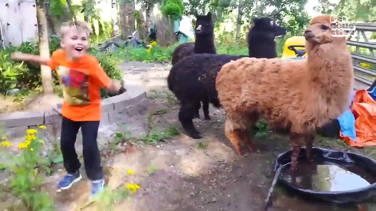 Best Funny Animals Compilation - Farm Edition