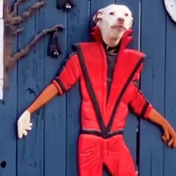 Doom & Gloom Interruption | 🤣🤣🤣🤣