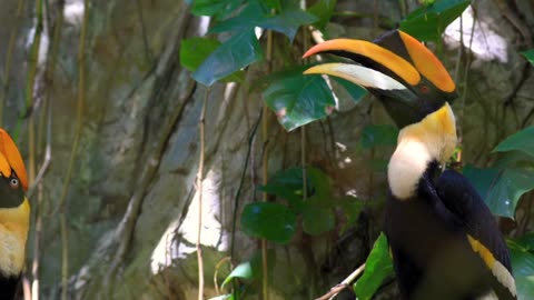 Hornbill bird Habits.