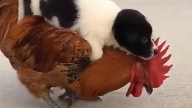 Funny pets & animals