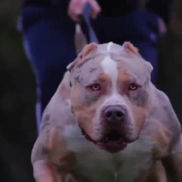 Big body dog going to walk around