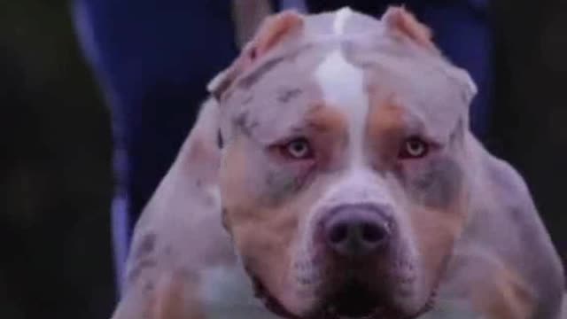 Big body dog going to walk around