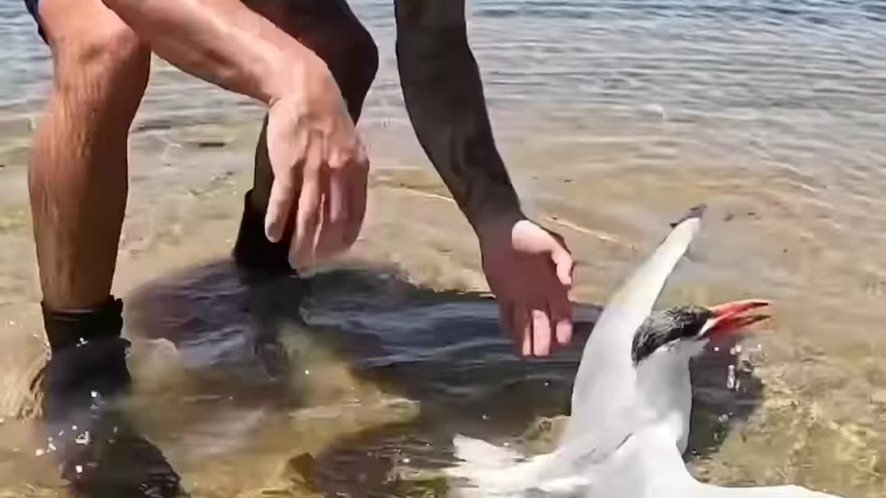 Saving a sea bird from drowning in hot weather