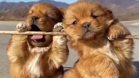 CUTEST BABY PUPS IN TOWN TO MAKE YOUR DAY