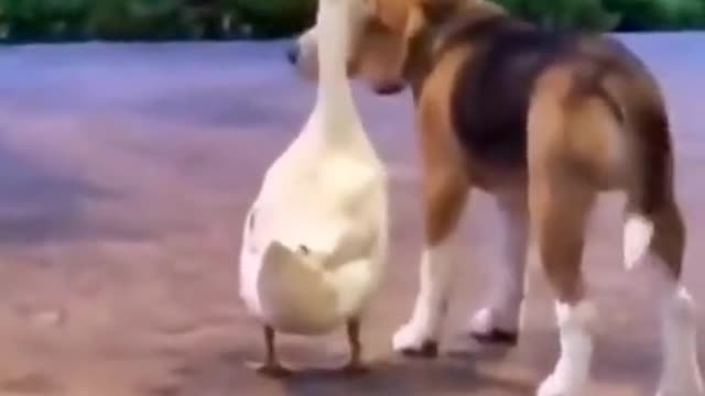 The loving duck and the dog