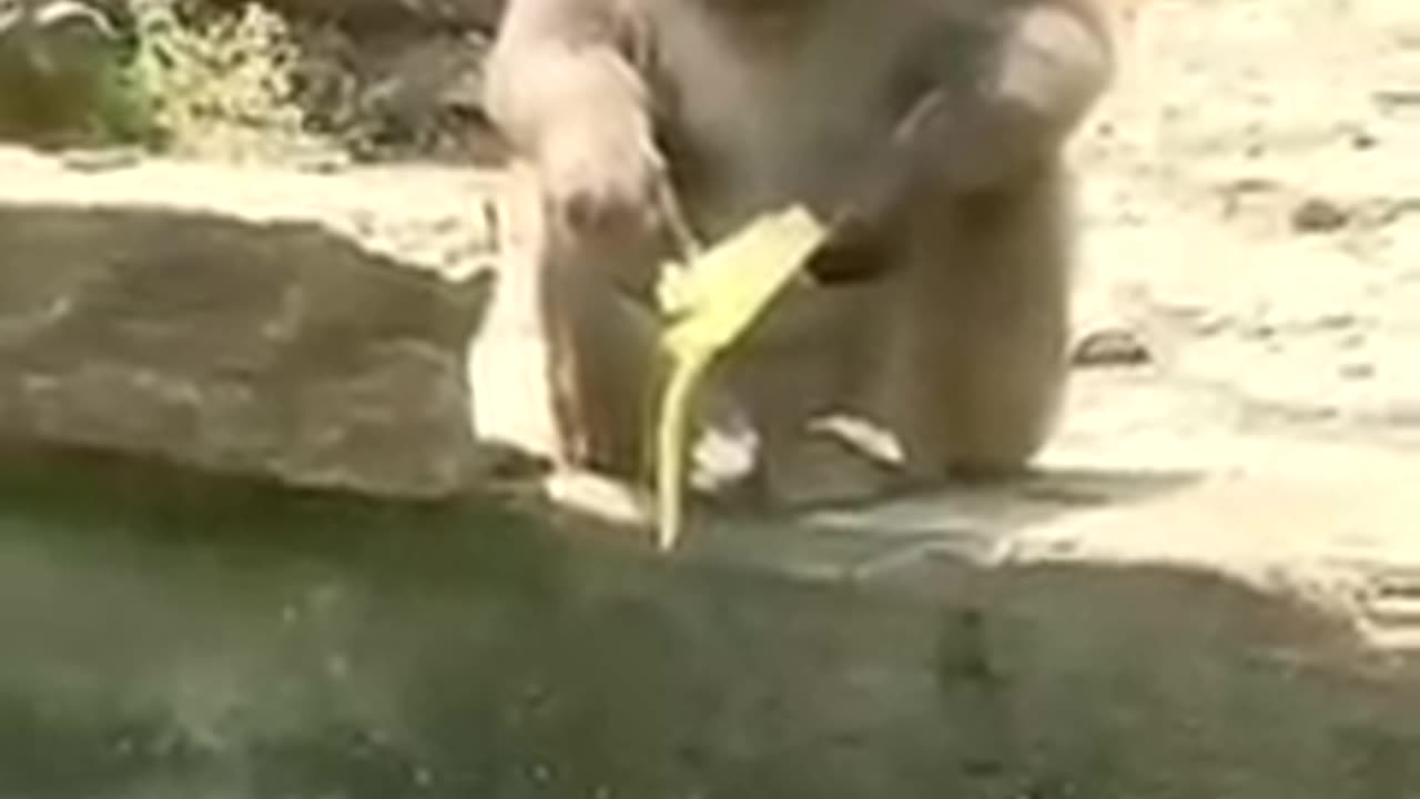 Funny animal
