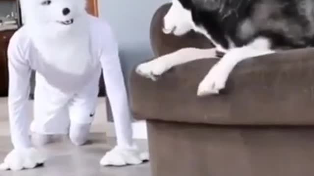 He really scared🤣🤣😂 Funny dog video