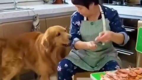 cute dog helping her maste