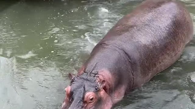 hippo