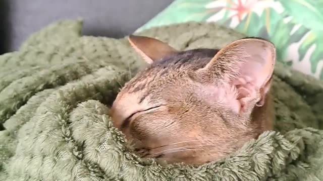 "My cat after sleeping all day💤"