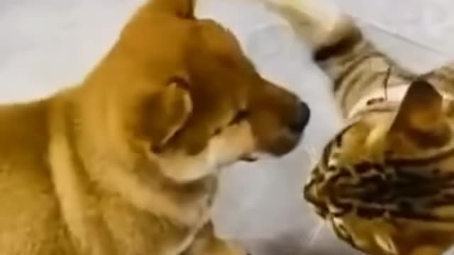 So funny cute ❤ dogs 🐶 and cats 🐱 part 20