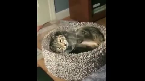 VERY FUNNY & CUTE ANIMAL CLIP