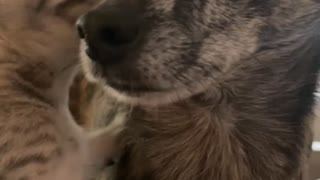 Cat Whispers Secrets to Dog
