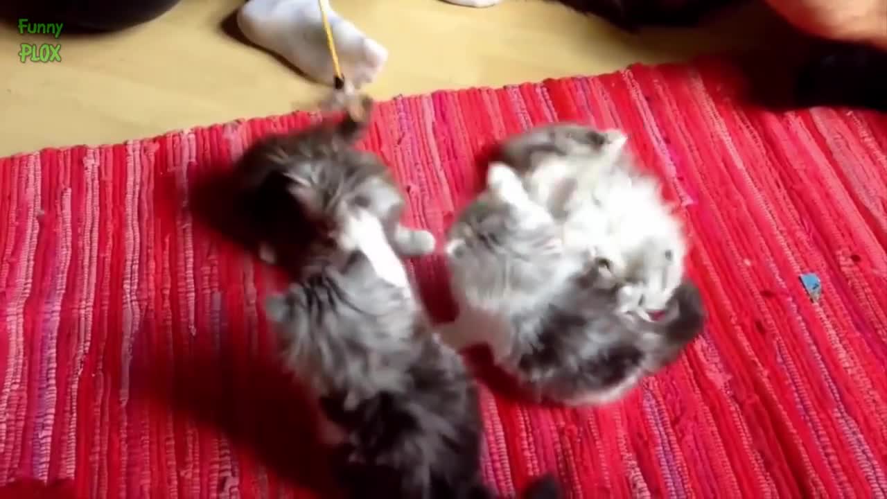 Funny and Cute Fluffy Kittens Compilation