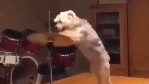 Dog funny video